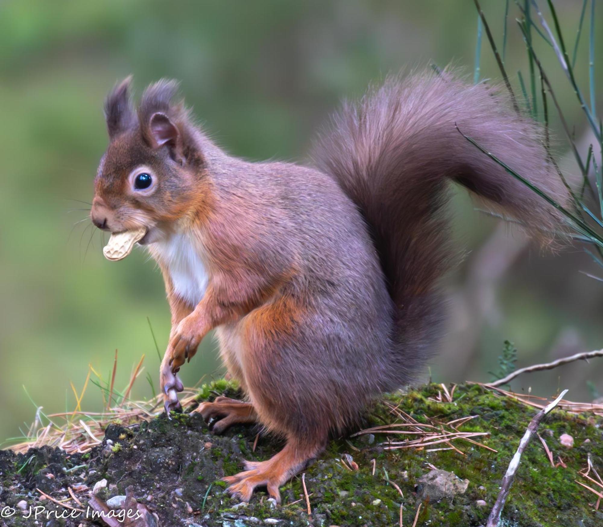 Cairngorm Lodges Aboyne Kültér fotó